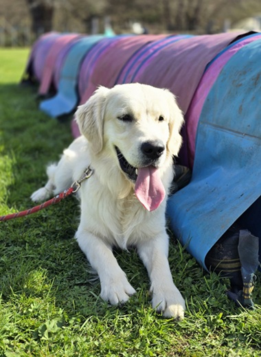 Chien adulte Golden Retriever blanc en séance d’éducation sur le terrain d’Urban Mobility avec Déclic Canin à Ajaccio