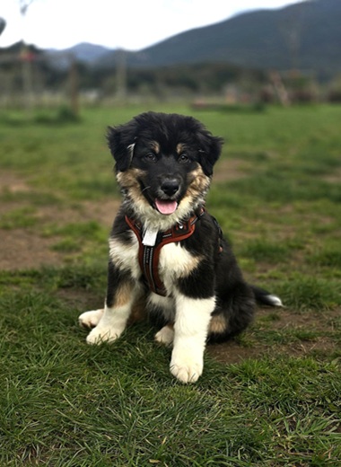 Chiot Berger Américain tricolore (noir, brun et blanc) en séance d’éducation sur le terrain herbeux de Déclic Canin à Ajaccio