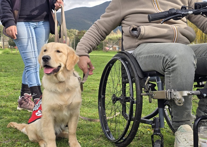 Mélanie en séance d’éducation avec un chiot Golden Retriever pour une formation de chien d’assistance, avec une personne en situation de handicap sur fauteuil roulant