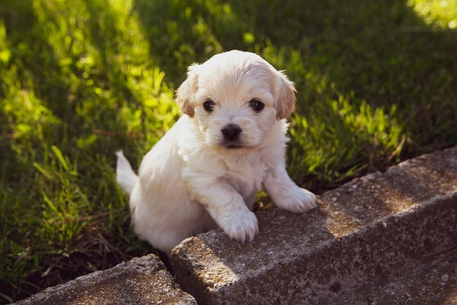 Bébé chiot assis sur l’herbe en train d’apprendre la propreté.