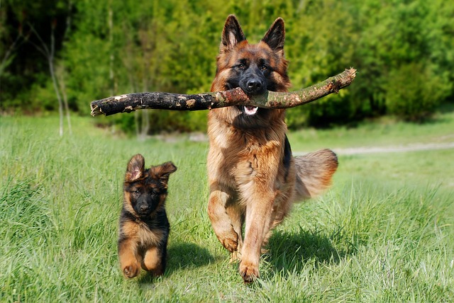 Petit chiot et chien adulte se promenant ensemble dans les bois lors d’une sortie en pleine nature.