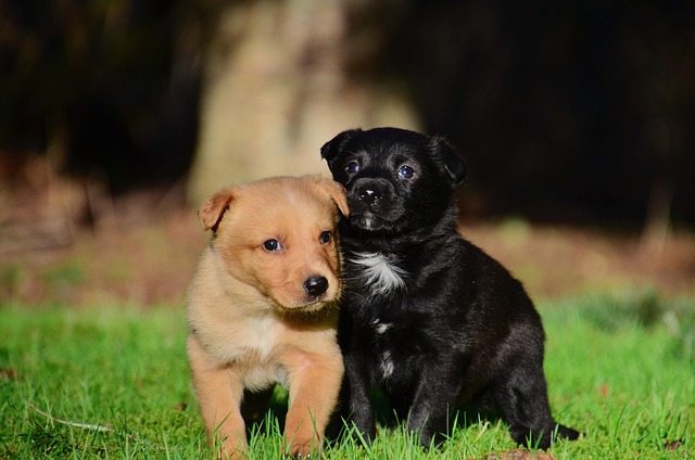 Deux chiots jouant et interagissant ensemble dans un jardin, exercice de socialisation. Deux chiots jouant et interagissant ensemble dans un jardin, exercice de socialisation.