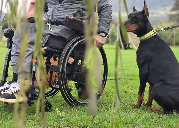 Personne en situation de handicap physique sur fauteuil roulant en séance d’éducation en extérieur avec son chiot Doberman pour apprendre les bases d’un chien d’assistance, accompagnée de Mélanie au centre canin
