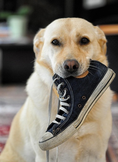 Chien adulte Golden Retriever blanc en train de manger une chaussure, avant une séance de rééducation comportementale avec Mélanie Kreydenweiss près d’Ajaccio