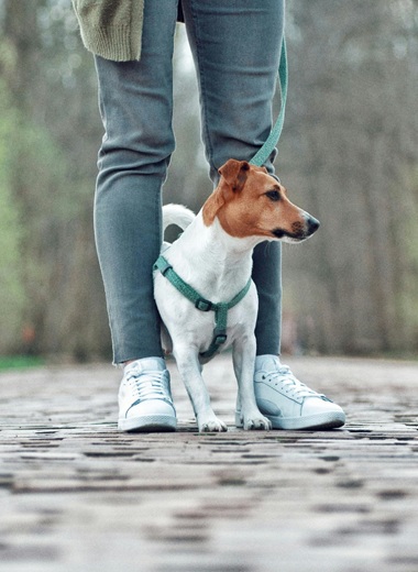 Jack Russel en laisse avec son maître lors d’une séance d’éducation canine en extérieur en ville avec Mélanie Kreydenweiss près d’Ajaccio