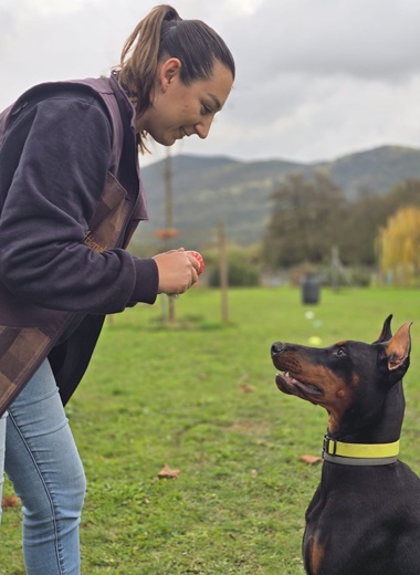 Dobermann en séance d’éducation canine sur le terrain du centre canin avec Mélanie Kreydenweiss près d’Ajaccio