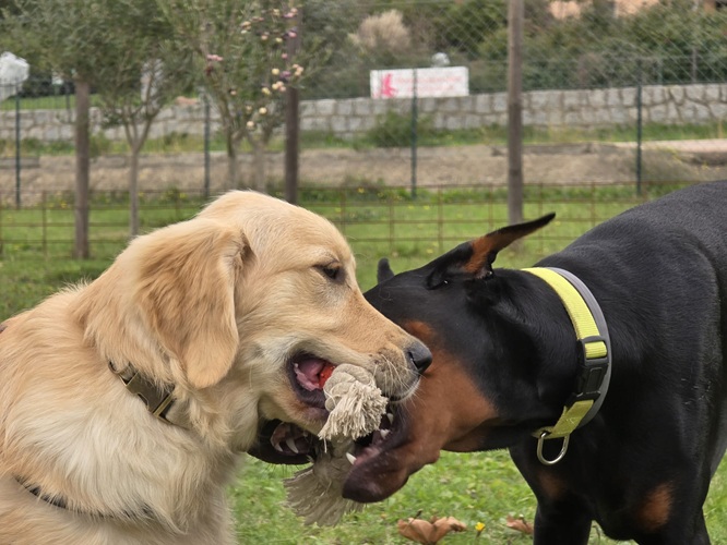 Deux chiens en train de jouer pendant une séance d’éducation canine collective au centre canin de Déclic Canin près d’Ajaccio.