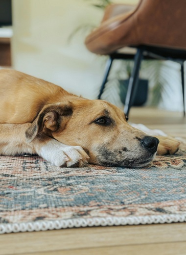 Chien se reposant chez lui après une séance d’éducation canine à domicile avec Mélanie Kreydenweiss près d’Ajaccio