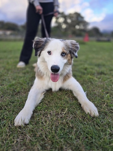 Berger Australien en séance de rééducation canine en centre canin près d’Ajaccio avec Déclic Canin